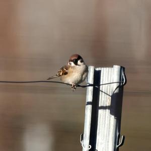 Eurasian Tree Sparrow