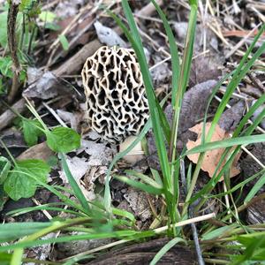 Yellow Morel