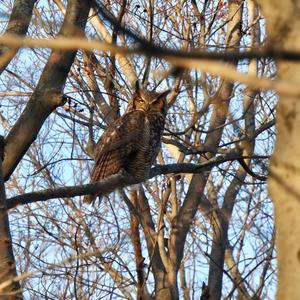 Great Horned Owl