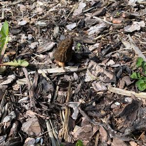 Black Morel