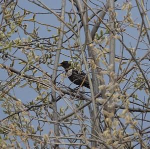 Ring Ouzel