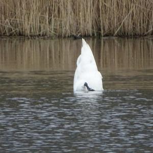 Mute Swan