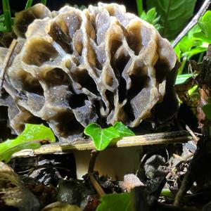 Yellow Morel