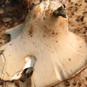 Dryad`s Saddle