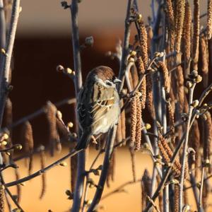 Eurasian Tree Sparrow