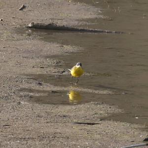 Yellow Wagtail