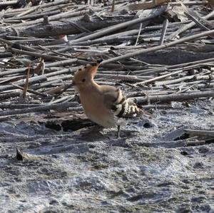 Eurasian Hoopoe