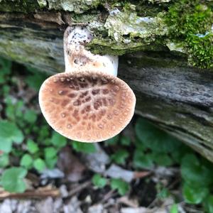 Dryad`s Saddle