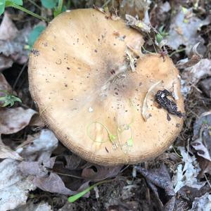 Fawn Mushroom