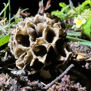 Yellow Morel