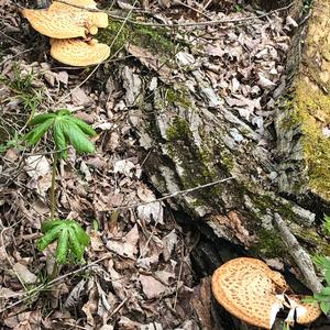 Dryad`s Saddle