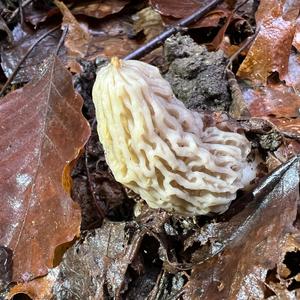 Black Morel