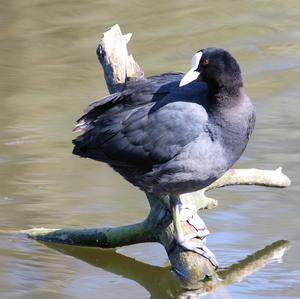 Bläßhuhn