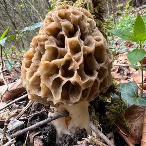 Yellow Morel