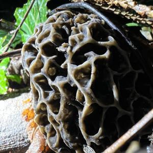 Yellow Morel