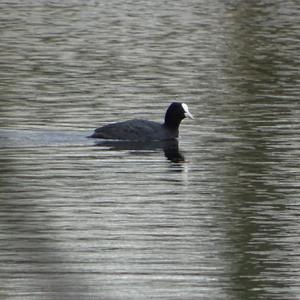 Common Coot