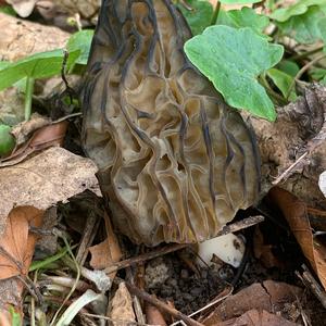 Half-free Morel