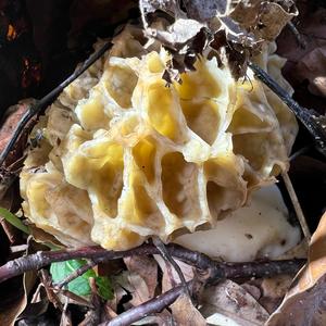 Yellow Morel