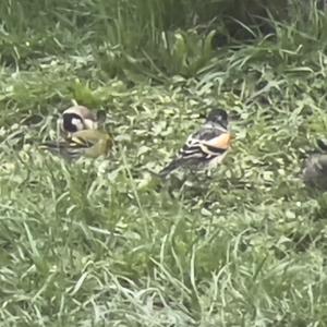 Brambling