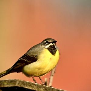 Grey Wagtail