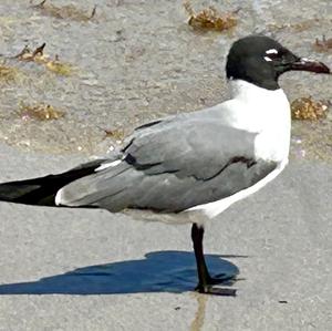 Laughing Gull