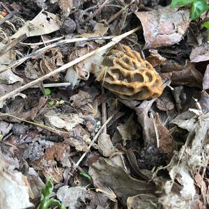 Yellow Morel