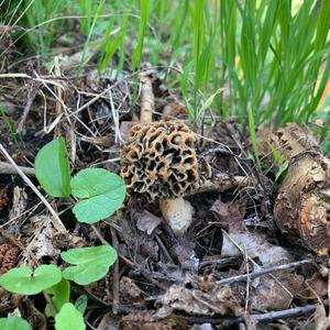 Yellow Morel