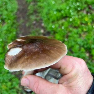 Fawn Mushroom