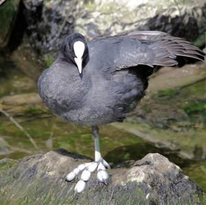 Common Coot