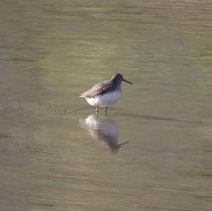 Green Sandpiper