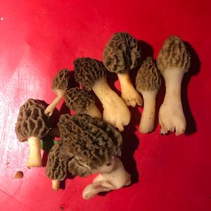 Yellow Morel