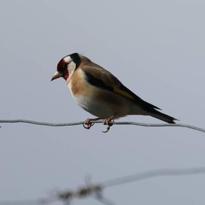 European Goldfinch