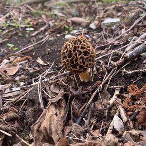 Yellow Morel