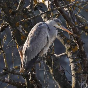 Grey Heron