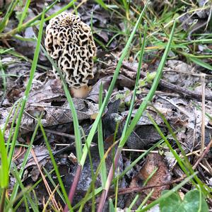 Yellow Morel