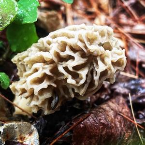 Yellow Morel