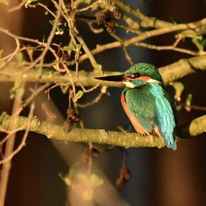 Common Kingfisher