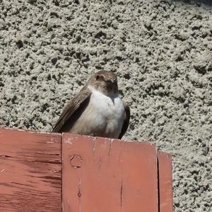 Eurasian Crag-martin