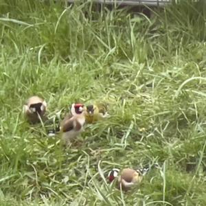 European Goldfinch