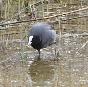 Common Coot