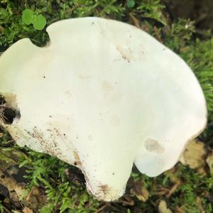 Black-footed Polypore