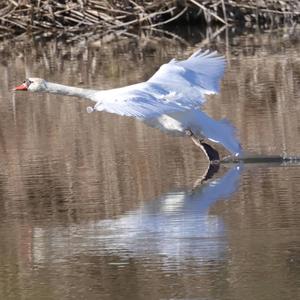 Mute Swan