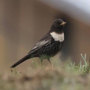 Ring Ouzel