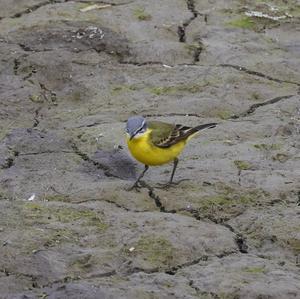 Yellow Wagtail