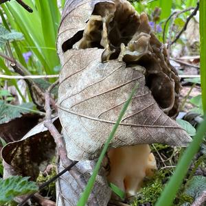 Yellow Morel