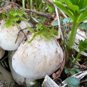 St George`s Mushroom