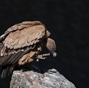 Griffon Vulture