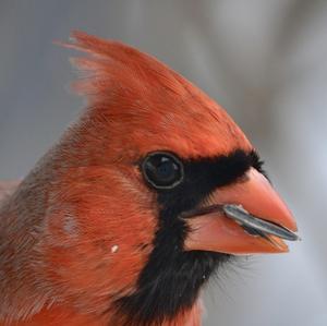 Northern Cardinal