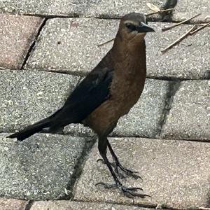 Boat-tailed Grackle