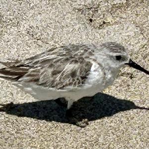 Semipalmated Sandpiper